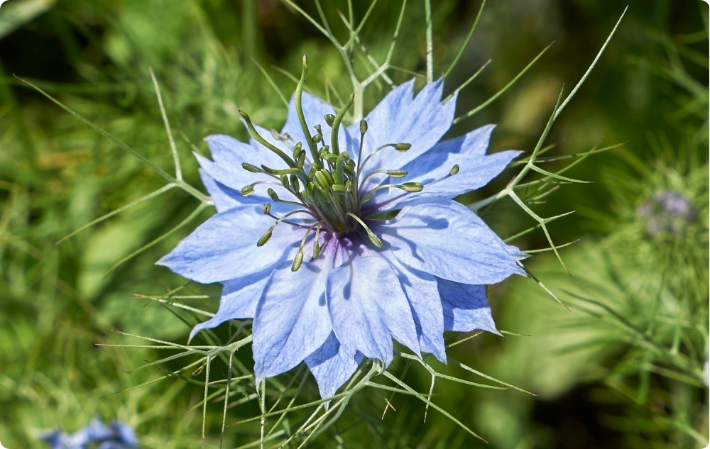 S čím pomáha Čiernej rasce Nosný olej?