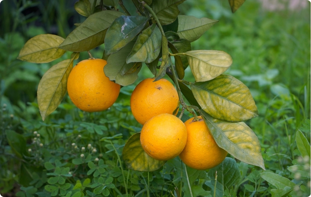 S čím pomáha Esenciálny olej z Klementínka?