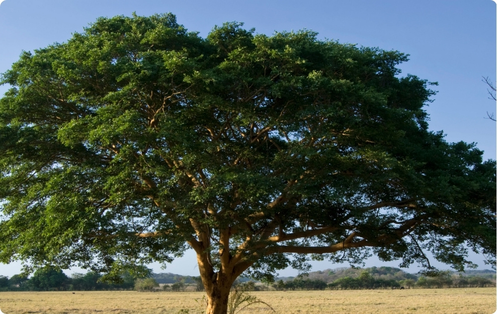 S čím pomáha Esenciálny olej z Copaiba?
