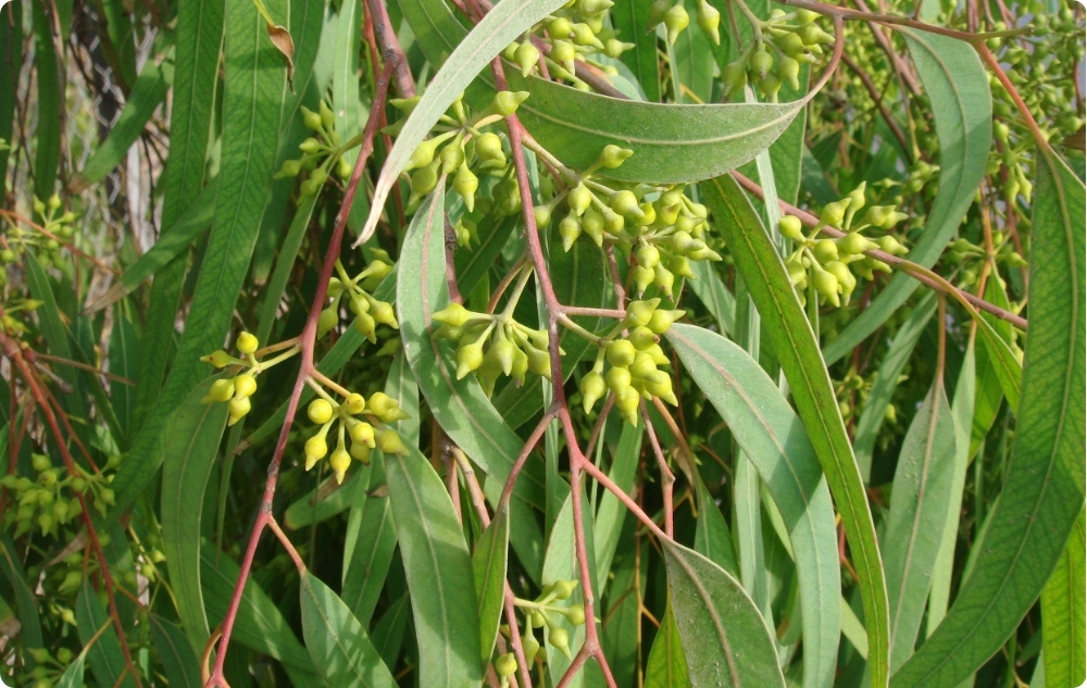 S čím pomáha Esenciálny olej z Eukalyptus Radiata?