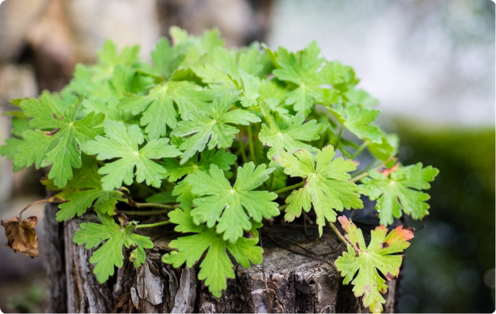 S čím pomáha Gerániová Kvetová voda?