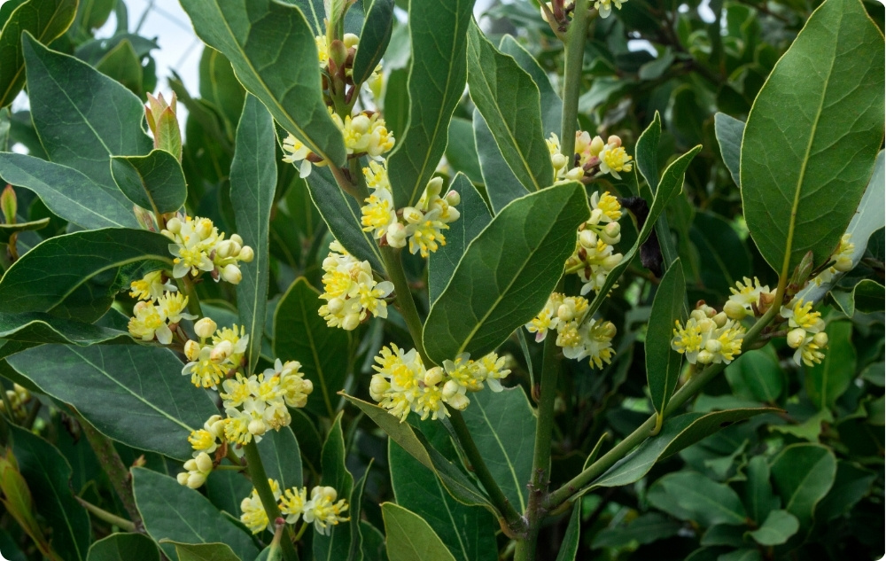 S čím pomáha Esenciálny olej z Vavrínový list?