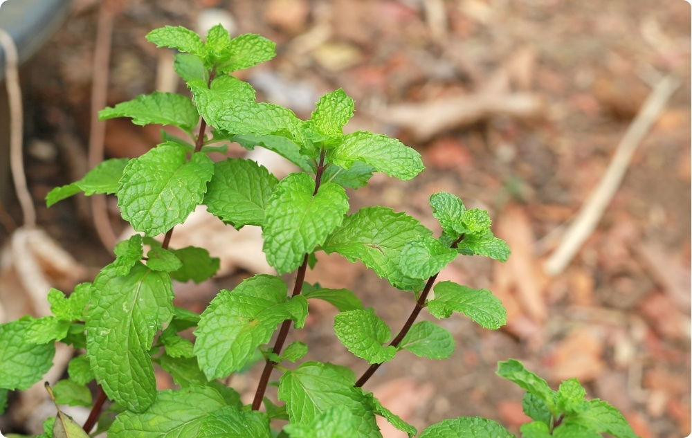 S čím pomáha Citrónová Kvetová voda?