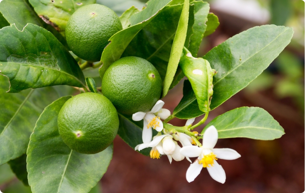 S čím pomáha Esenciálny olej z Limetka?