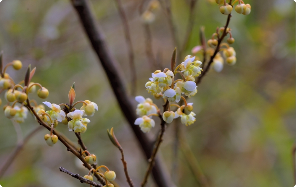S čím pomáha Esenciálny olej Litsea Cubeba?