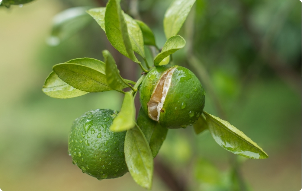 S čím pomáha Esenciálny olej z Mandarínka?