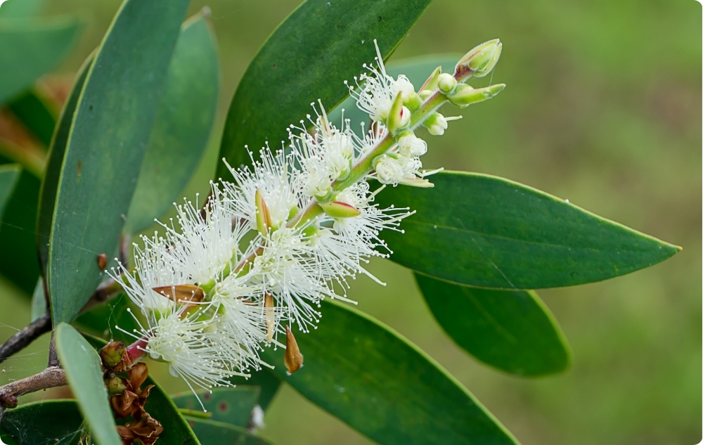 S čím pomáha Esenciálny olej Niaouli?
