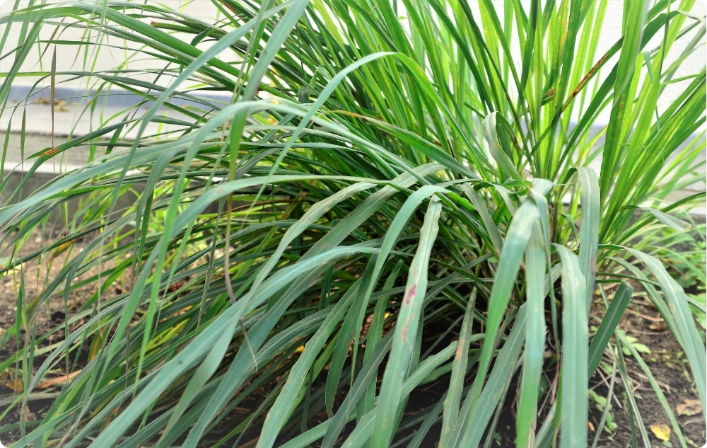 S čím pomáha Esenciálny olej z Palmarosa?