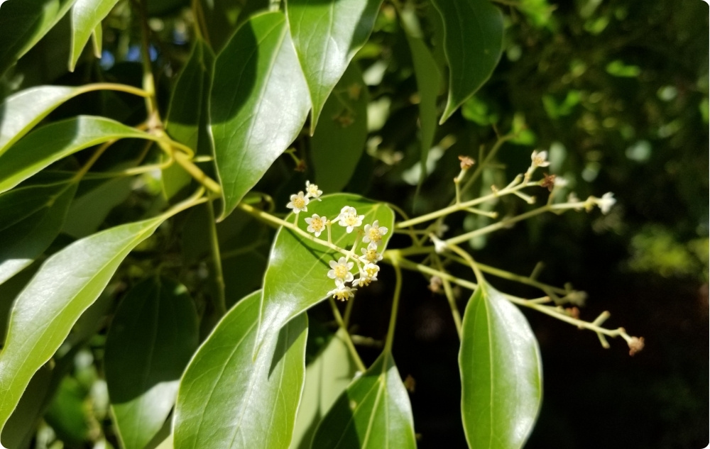S čím pomáha Еsenciálny olej Ravintsara?