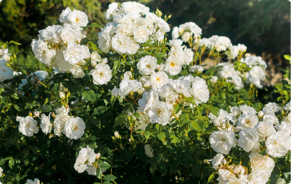 S čím pomáha kvetinová voda Růže Alba?