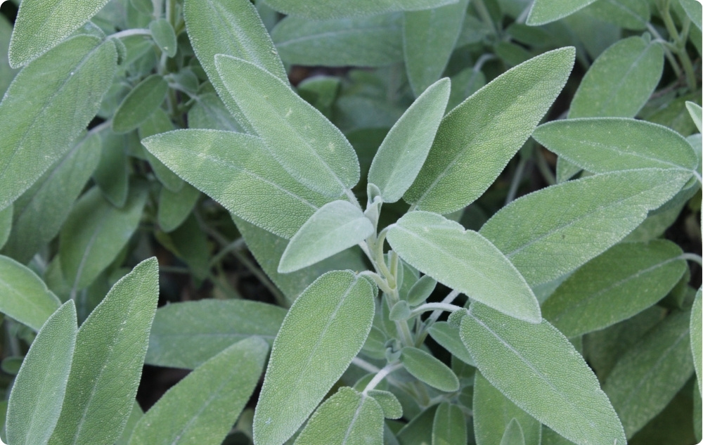 S čím pomáha Esenciálny olej zo Šalvia?