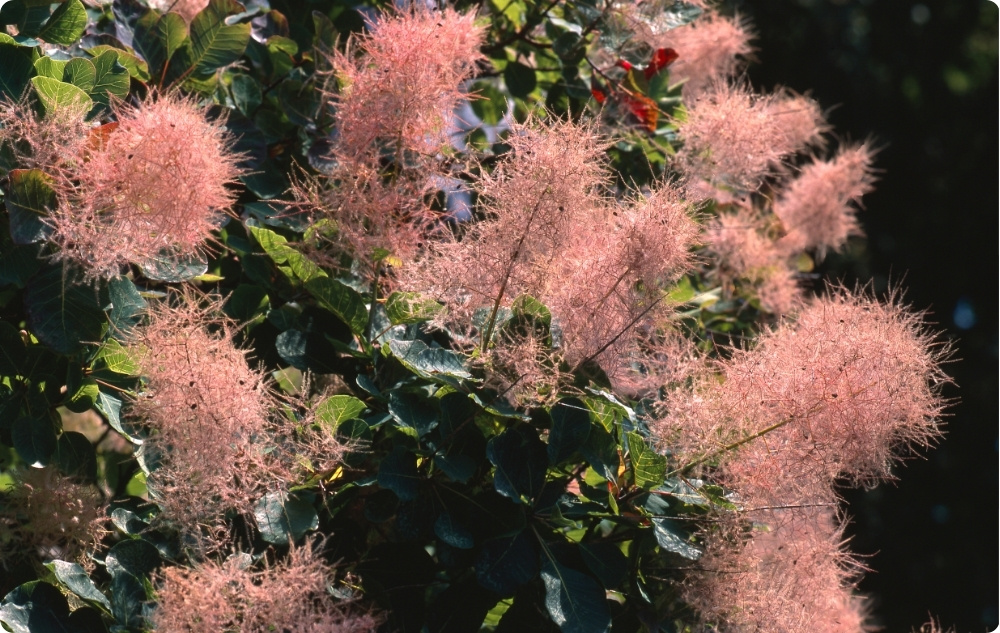 S čím pomáha Škumpy vlasatej Kvetová voda?