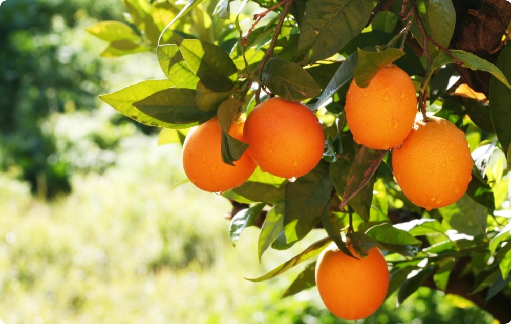 S čím pomáha Sladký Pomaranč Esenciálny olej?