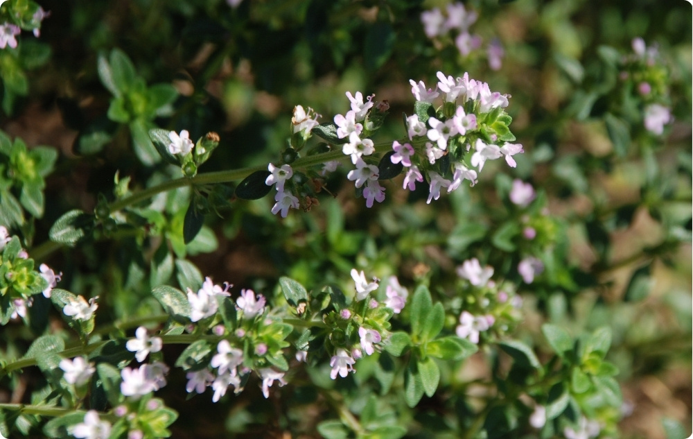 S čím pomáha Tymián Thymol Esenciálny olej?