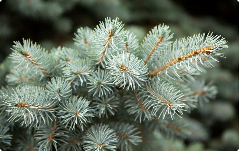 S čím pomáha Esenciálny olej z Jedľa Biela?