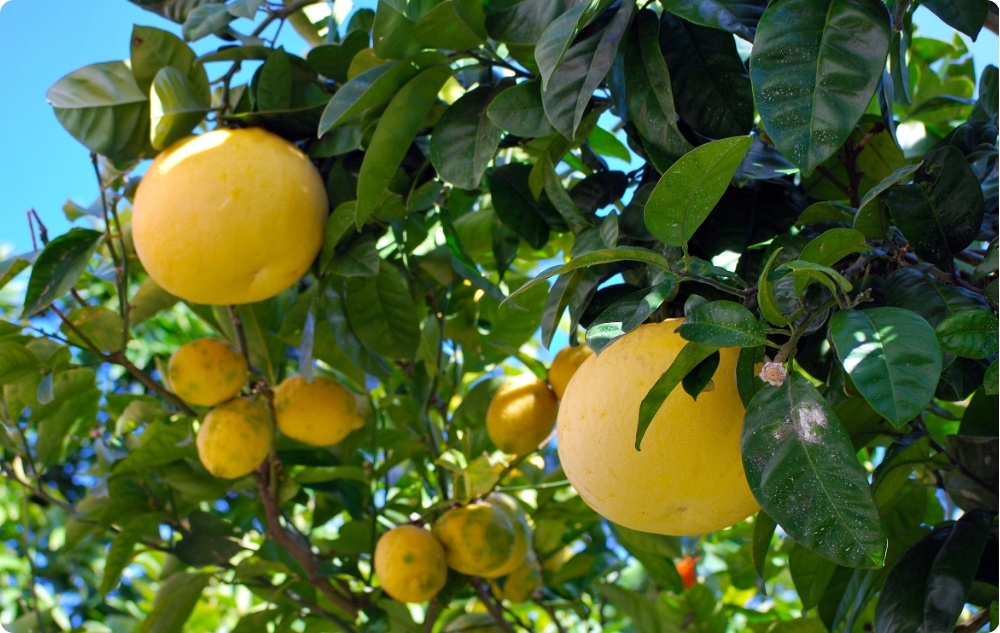 S čím pomáha Biely Grapefruit Esenciálny olej?