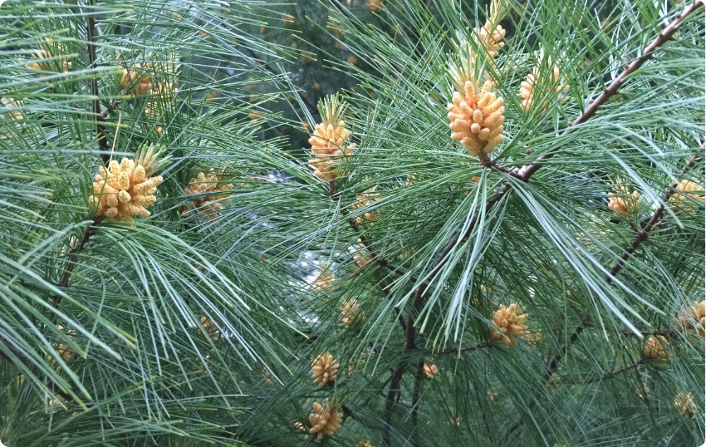 S čím pomáha esenciálny olej z bielej borovice?