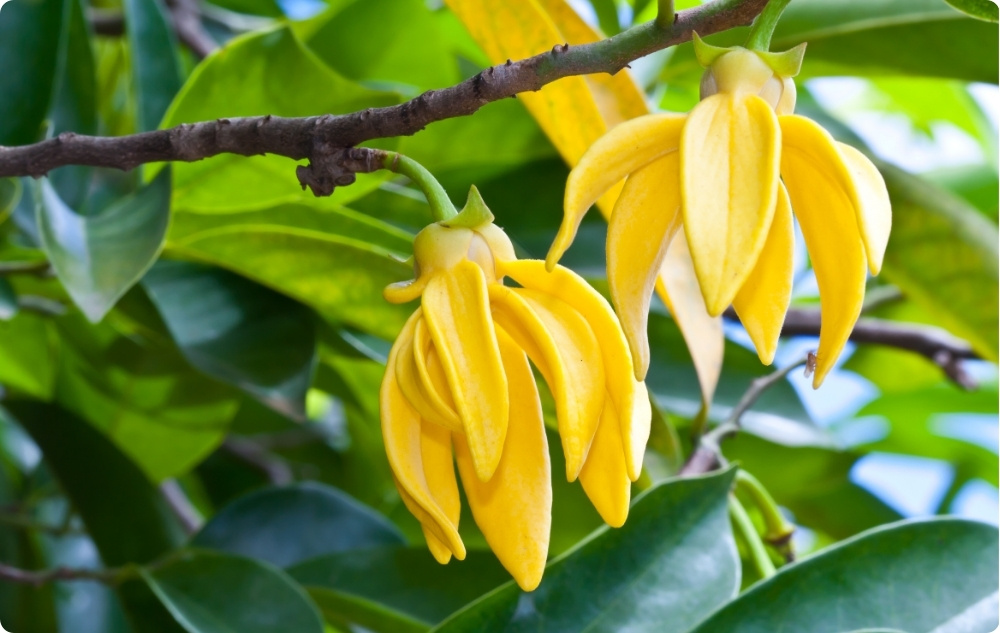 S čím pomáha Ylang-ylang Esenciálny olej?