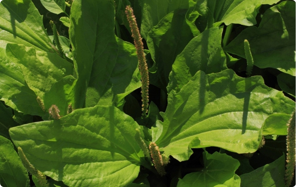 Balzam proti Podráždeniu pre Domáce Zvieratá s Plantain - 40ml
